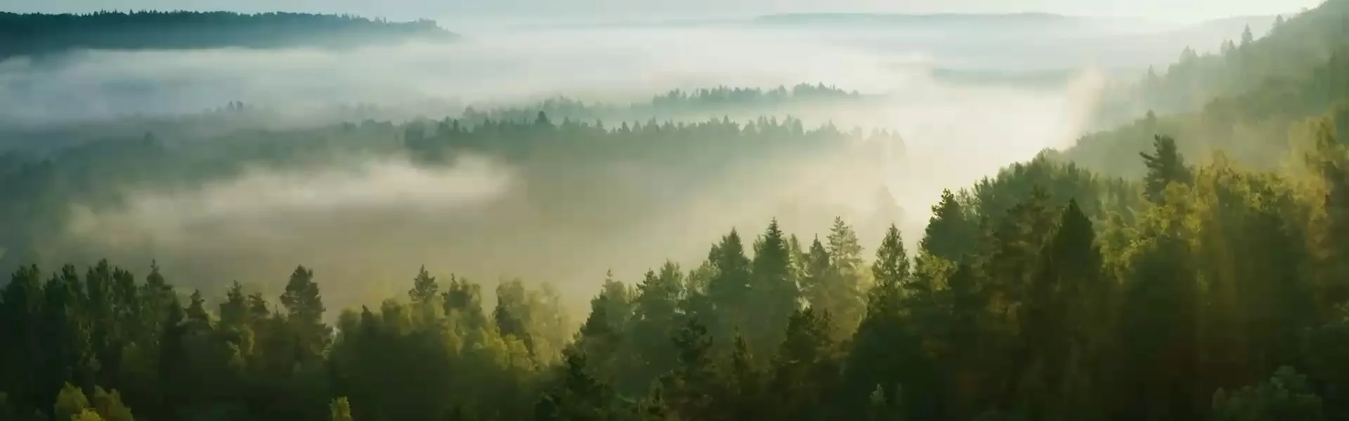 cloudforest